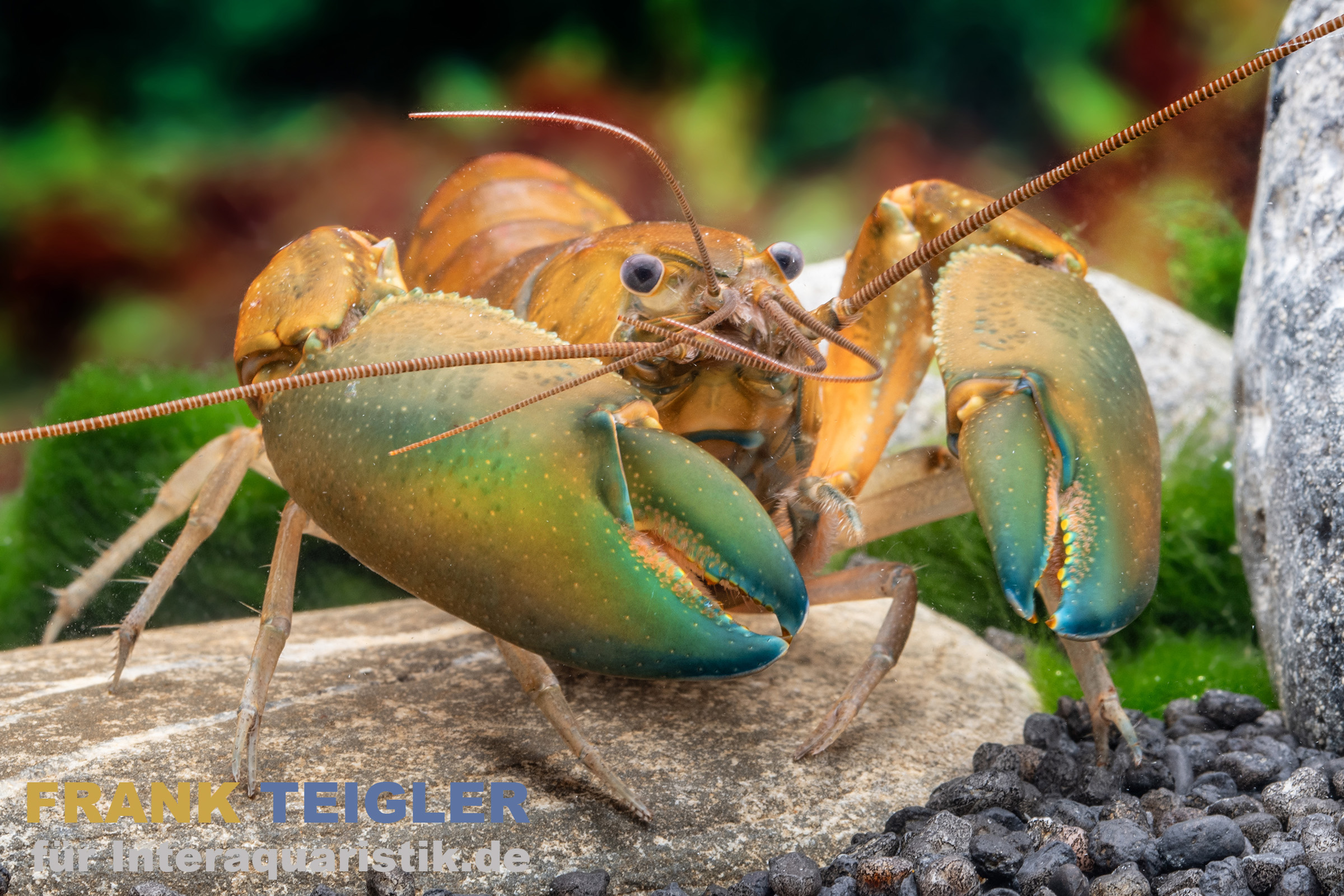 Green Hulk-Krebs, Cherax sp. Green Hulk